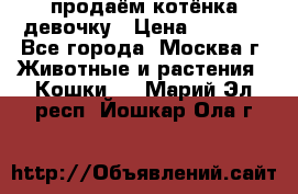 продаём котёнка девочку › Цена ­ 6 500 - Все города, Москва г. Животные и растения » Кошки   . Марий Эл респ.,Йошкар-Ола г.